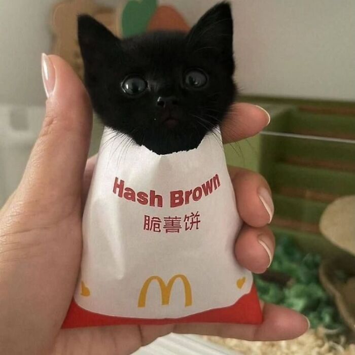 Black kitten wrapped in a hash brown McDonald's bag held in a hand, cute cat meme from Cutecats.exe collection.