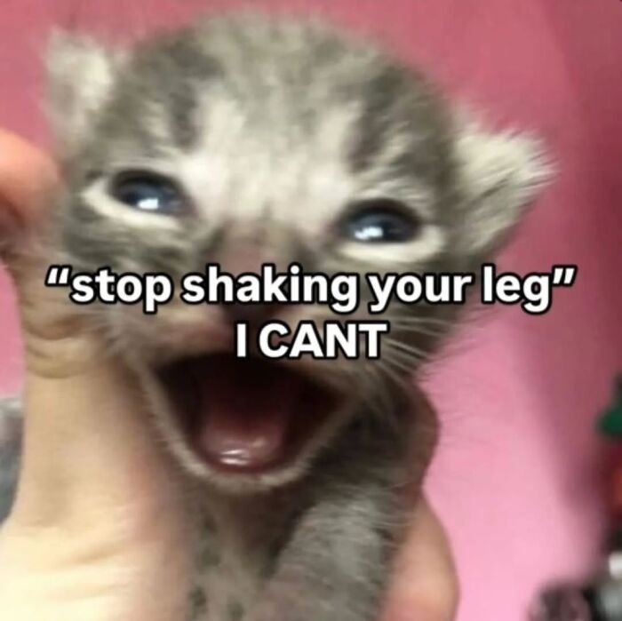 Close-up of a gray kitten with wide eyes and open mouth in a funny cat memes style from cutecats.exe collection.