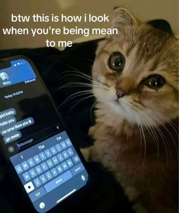 A close-up of a cat with sad eyes next to a phone screen showing mean text messages, cat memes concept.