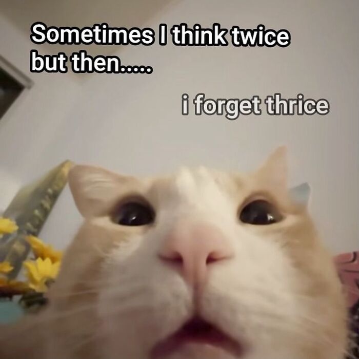 Close-up of a light brown and white cat with text meme about forgetting, featured in cat memes from Cutecats.exe.