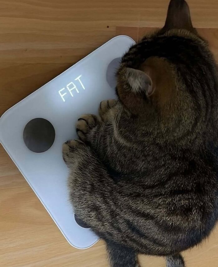 Tabby cat sitting on a digital scale displaying the word fat, humorous cat memes concept on wooden floor.
