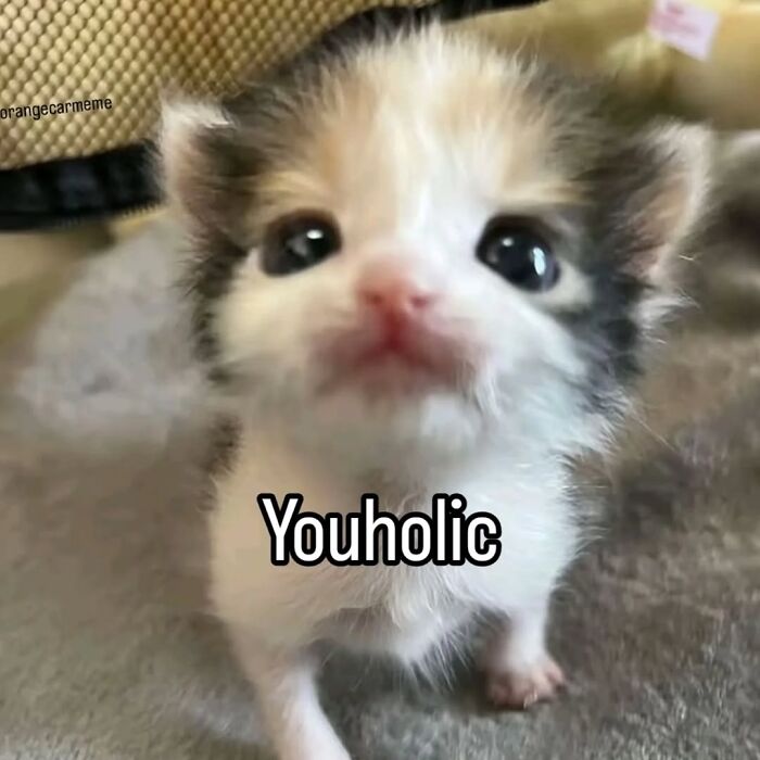 Close-up of an adorable kitten with the word Youholic, part of popular cat memes from Cutecats.exe collection.