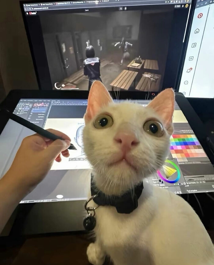 Close-up of a cat with serious swag sitting near a digital artist working on a tablet and a computer screen in the background.