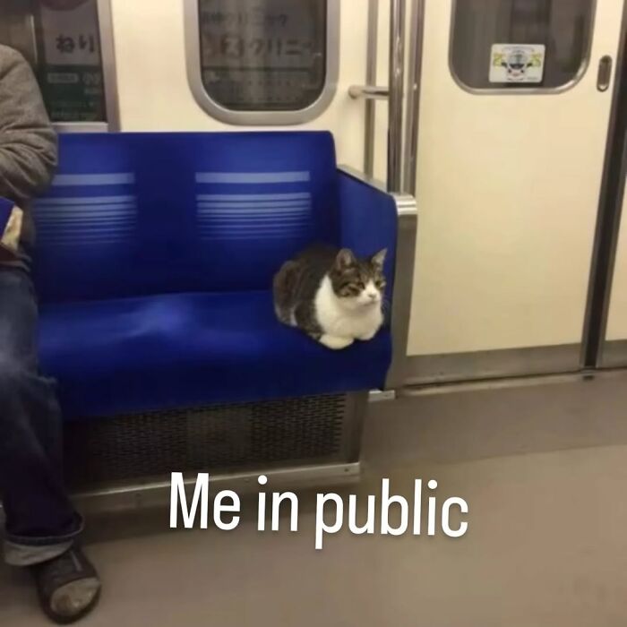 Cat meme of a cat sitting alone on a subway seat with the caption Me in public, showcasing cute cat humor.