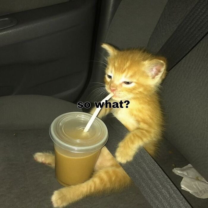 Orange kitten sipping drink through a straw sitting on a car seat with a funny cat meme caption.