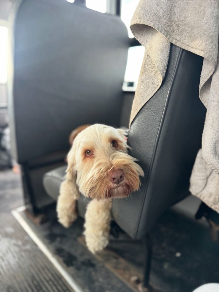 Small dog resting on a seat inside a dog daycare school bus during a pup pickup and adventure ride.