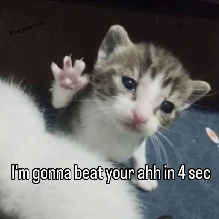Cute kitten with paw raised playfully in a funny cat meme from Cutecats.exe, perfect for cat meme lovers.