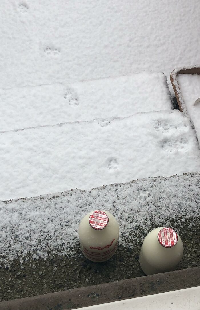 Two milk bottles on a snowy ground with animal paw prints in the snow, illustrating funny conspiracy theories.