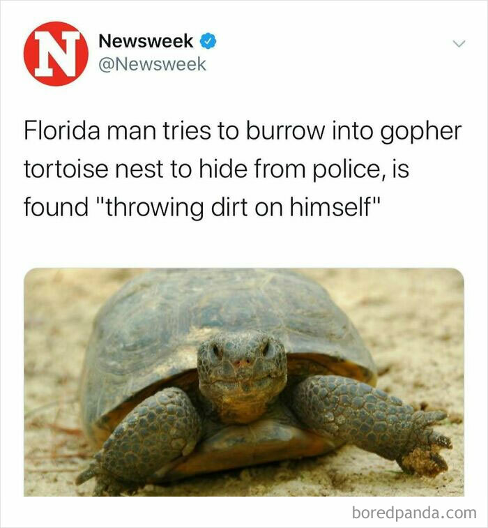 Tweet from Newsweek about Florida man hiding in gopher tortoise nest, illustrating unhinged news headlines in America.