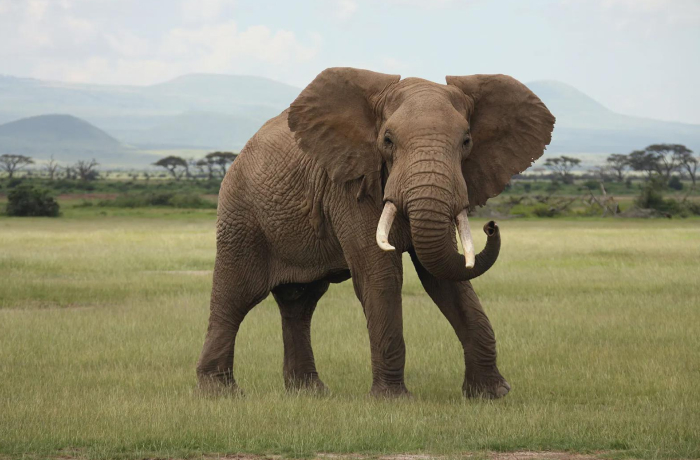 African elephant standing in grassy plain, one of the animal species redefining sleep science in the wild.