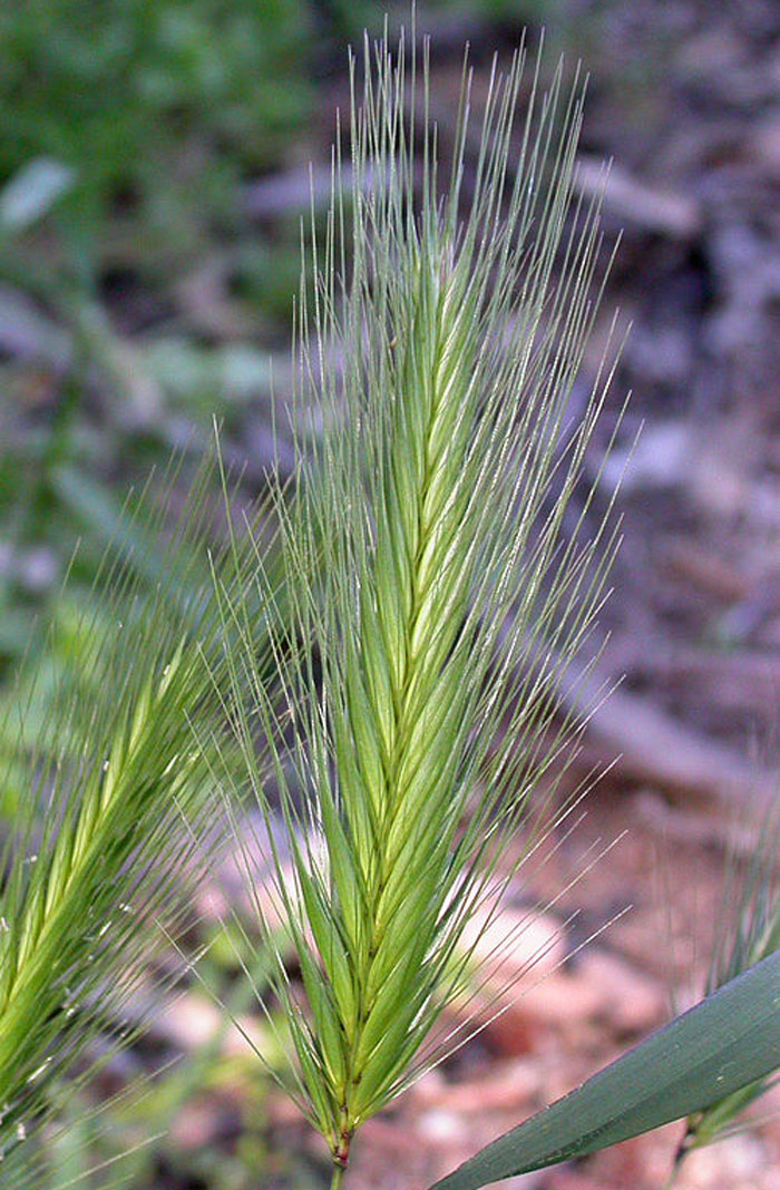 Close-up of a green wild grass seed head with long bristles in a natural outdoor setting, vet stories topic.