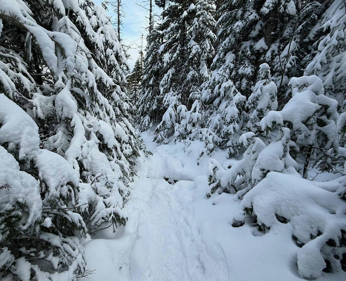 Snow-covered hiking trail through dense evergreen trees on New York's highest peak during winter with dog tracks visible.
