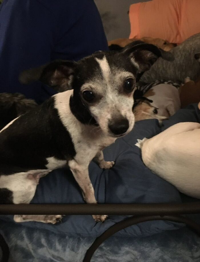 This 25-Year-Old Dog Is Blind, Still Working, And Still Changing Other Dogs’ Lives This 25-Year-Old Dog Is Blind, Still Working, And Still Changing Other Dogs’ Lives