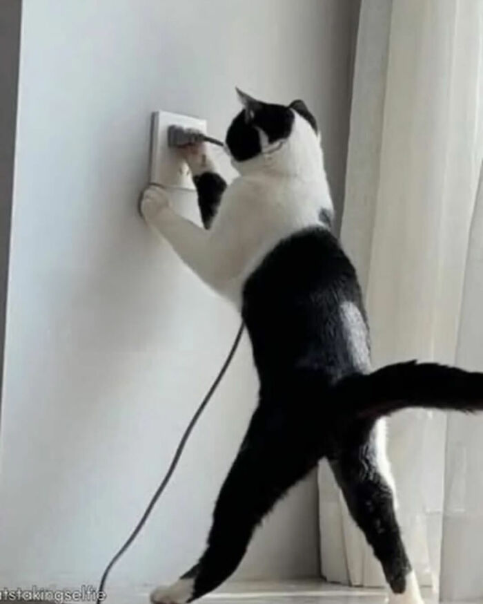 Black and white cat standing on hind legs while reaching to unplug a cord from an electrical outlet, cats with serious swag.