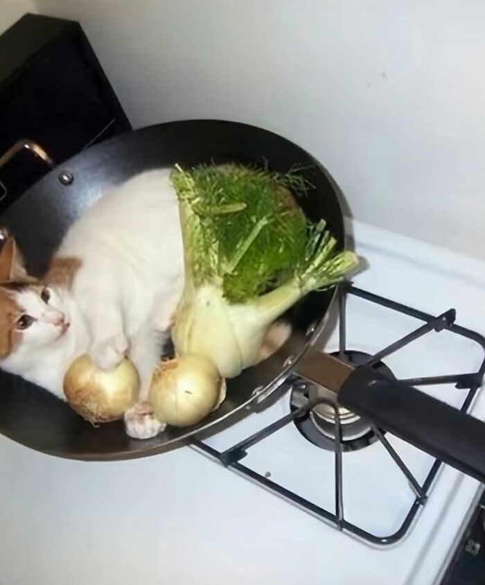 Cat with serious swag lying in a wok on a stove surrounded by vegetables, showcasing unique coolness and charm.