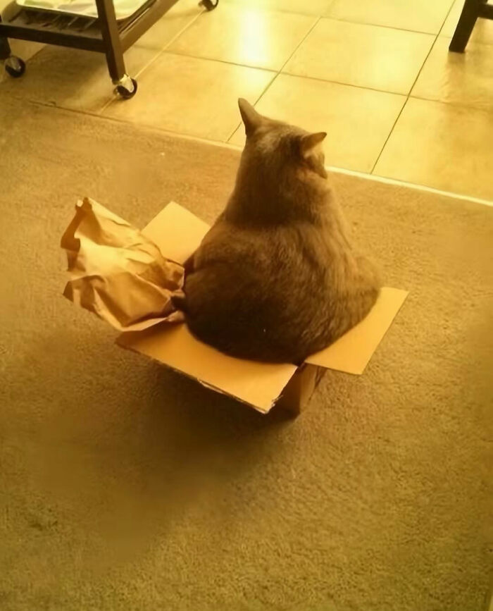 Cat with serious swag sitting in a small cardboard box on a carpeted floor in a cozy indoor setting.