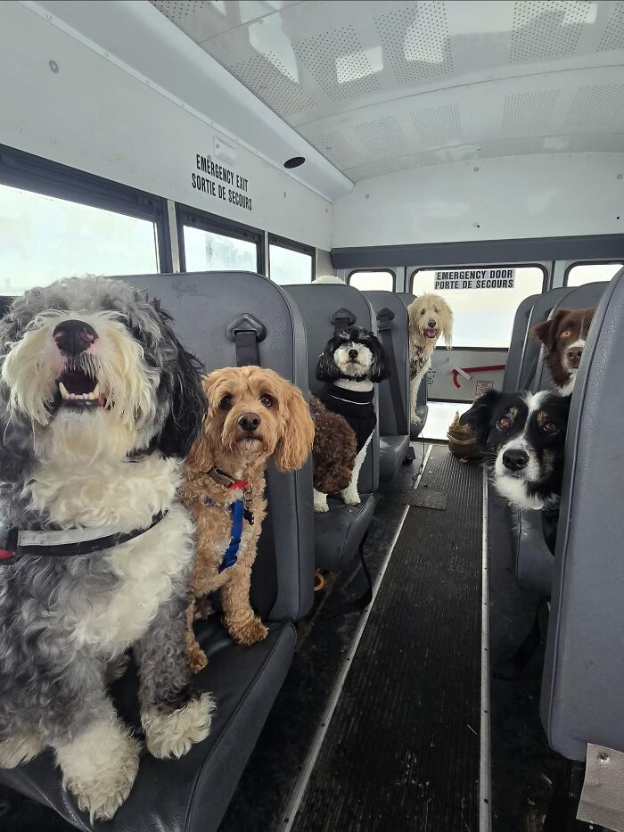 Several happy dogs sitting on seats inside a real school bus at a dog daycare pickup service.