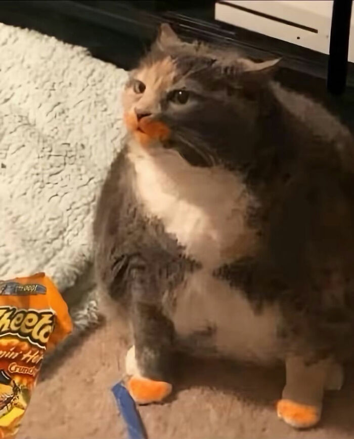 Cat with serious swag wearing Cheetos on its paws and mouth sitting on a carpet next to a Cheetos bag.