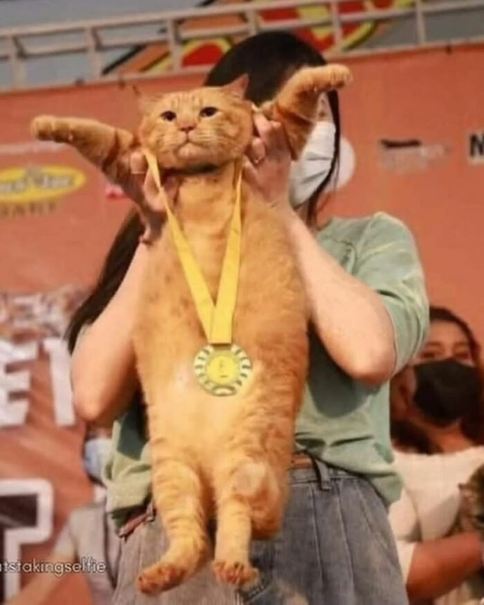 Orange cat with serious swag wearing a medal, held up by a person at an event with an audience in the background.