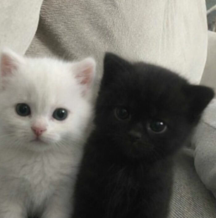 Two adorable kittens, one white and one black, featured on an Instagram page sharing cats with serious swag.