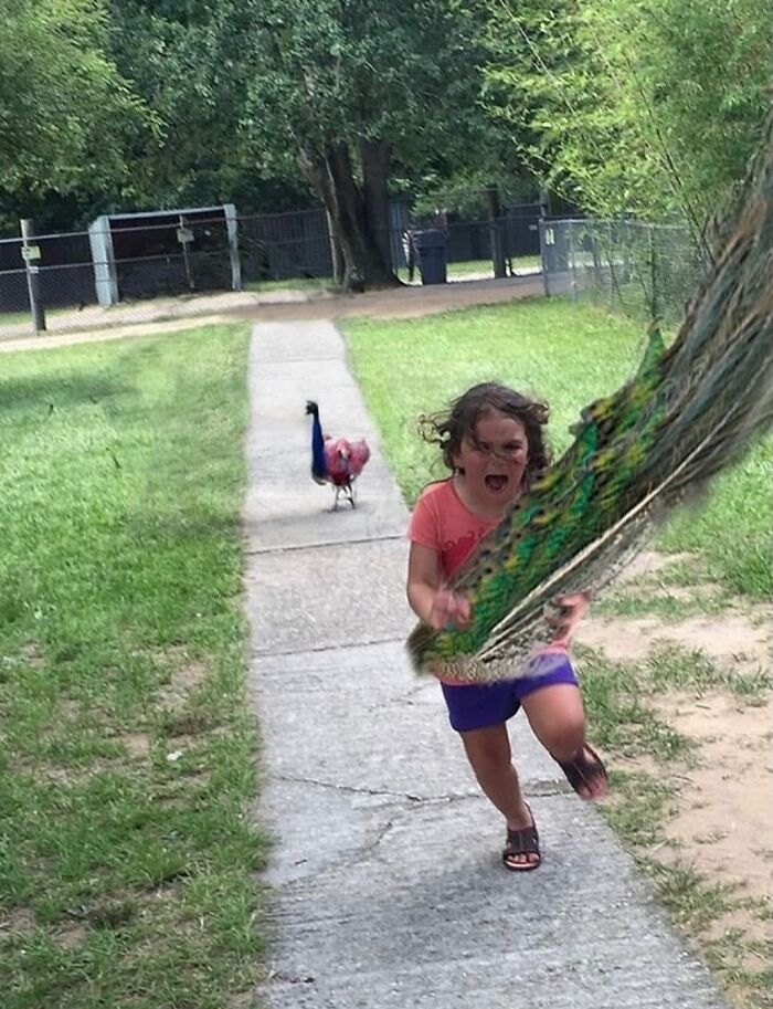 Young girl hilariously running away screaming from a peacock, capturing a weirdly hilarious moment to improve your feed.