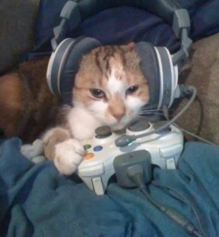Cat with serious swag wearing headphones and holding a video game controller, showing a playful and cool vibe.