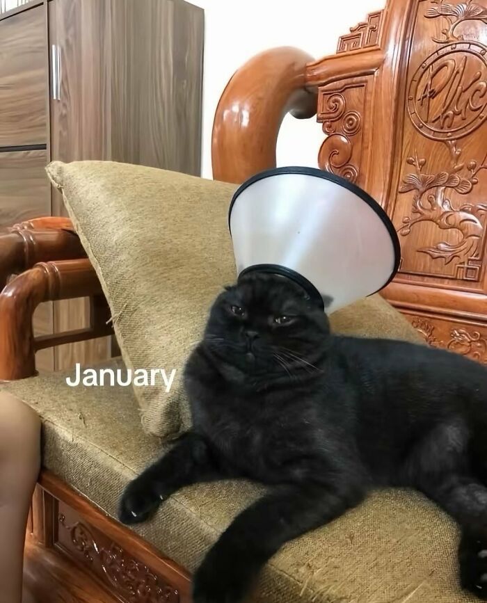 Black cat with serious swag wearing a cone collar, lounging on a beige cushion on a carved wooden chair.