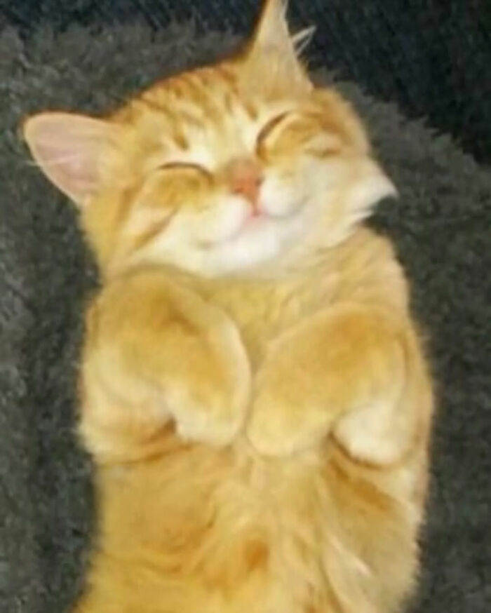 Smiling orange cat lying on its back with paws curled, showcasing serious swag and relaxed feline charm.