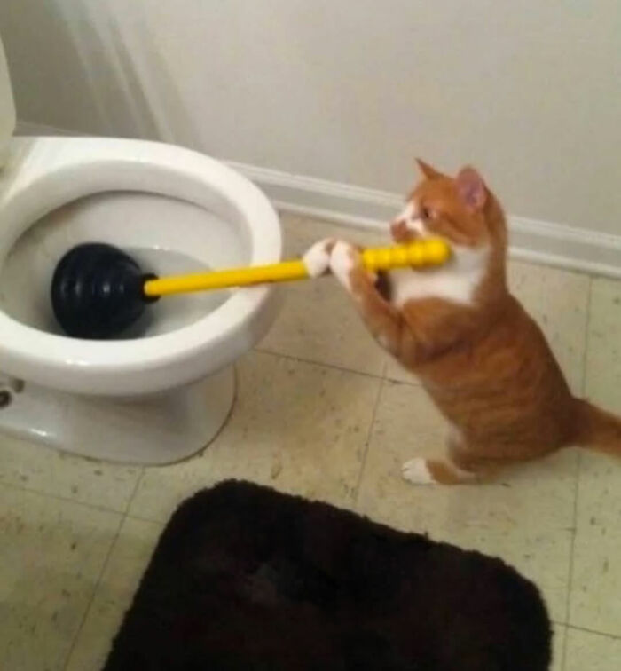 Cat with serious swag holding a toilet plunger in a bathroom, showcasing quirky and funny cat behavior.