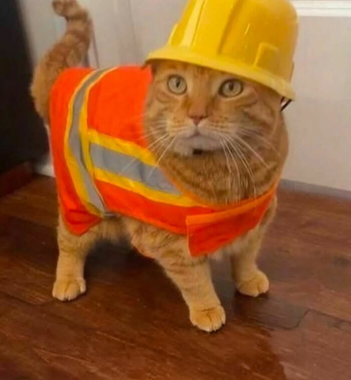 Orange tabby cat in a construction worker outfit with a hard hat, showcasing serious swag for Instagram cats with swag.