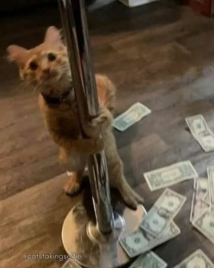 Cat with serious swag holding a pole surrounded by scattered dollar bills on a wooden floor indoors.