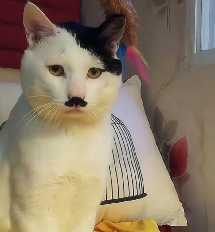 Cat with serious swag and a unique black mustache pattern sitting indoors near a pillow and window light.