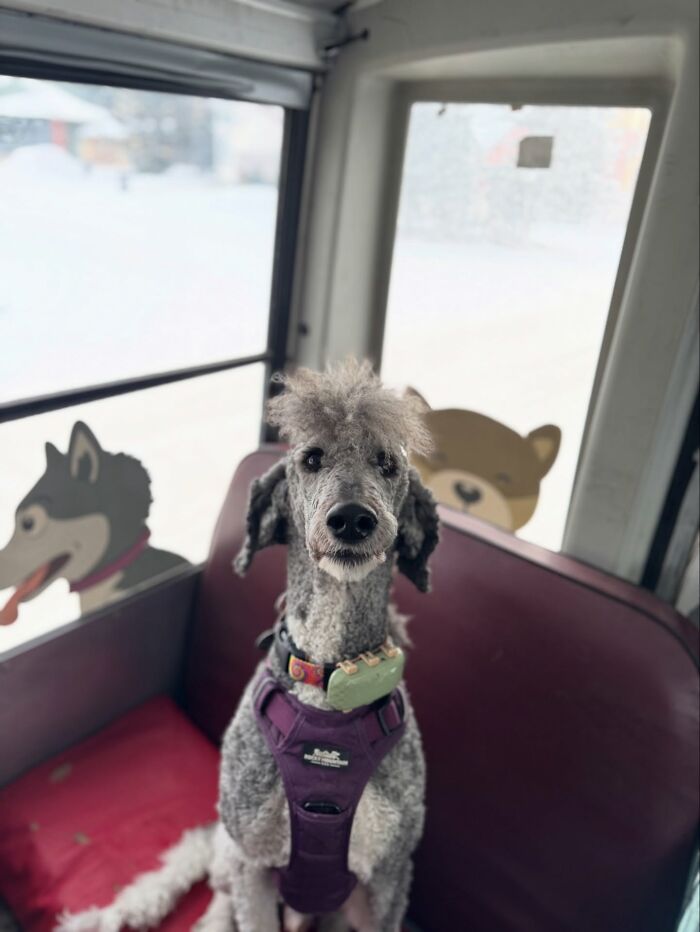 Poodle sitting on a seat inside a dog daycare school bus with cartoon dog decals on the windows.