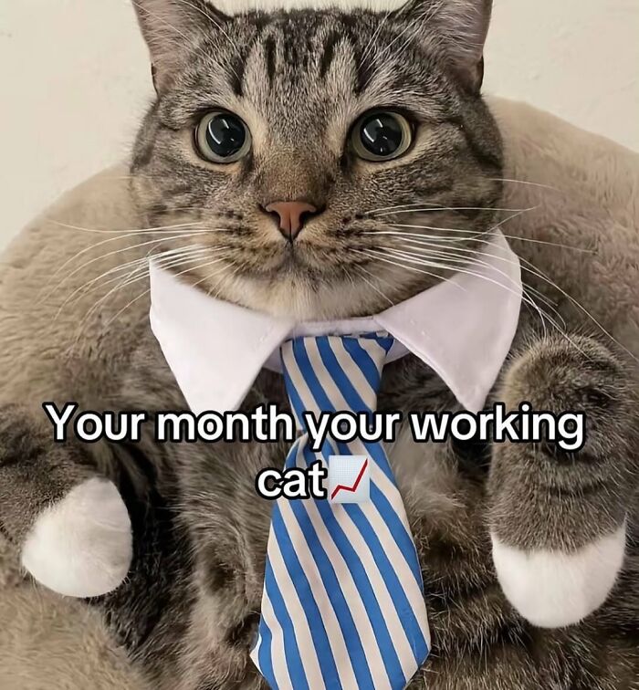 Tabby cat with serious swag wearing a blue striped tie and white collar, representing cats with serious swag on Instagram.