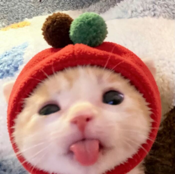 Cute cat with serious swag wearing a red hood, featured on an Instagram page sharing cats with serious swag.