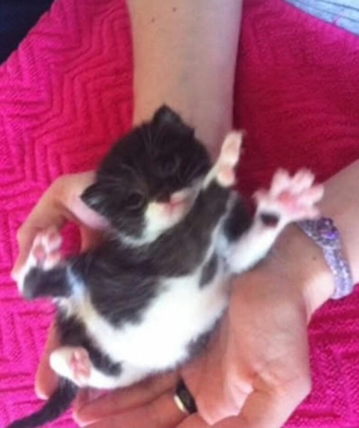 Tiny black and white kitten stretched out in hands on a pink blanket, showcasing cats with serious swag from Instagram page.