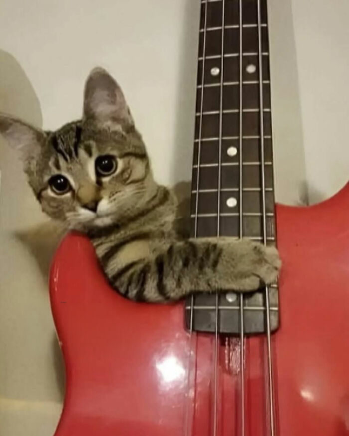 Tabby cat with serious swag posing with a red electric bass guitar in an Instagram photo.