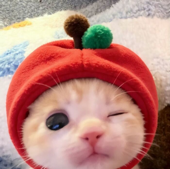 Cute cat with serious swag wearing a red hood, featured on an Instagram page sharing cats with serious swag.