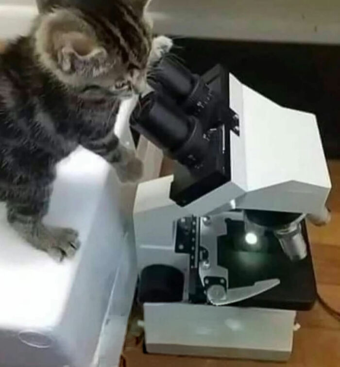 Tabby cat with serious swag peering into a microscope, showcasing curious and playful cat behavior on Instagram.