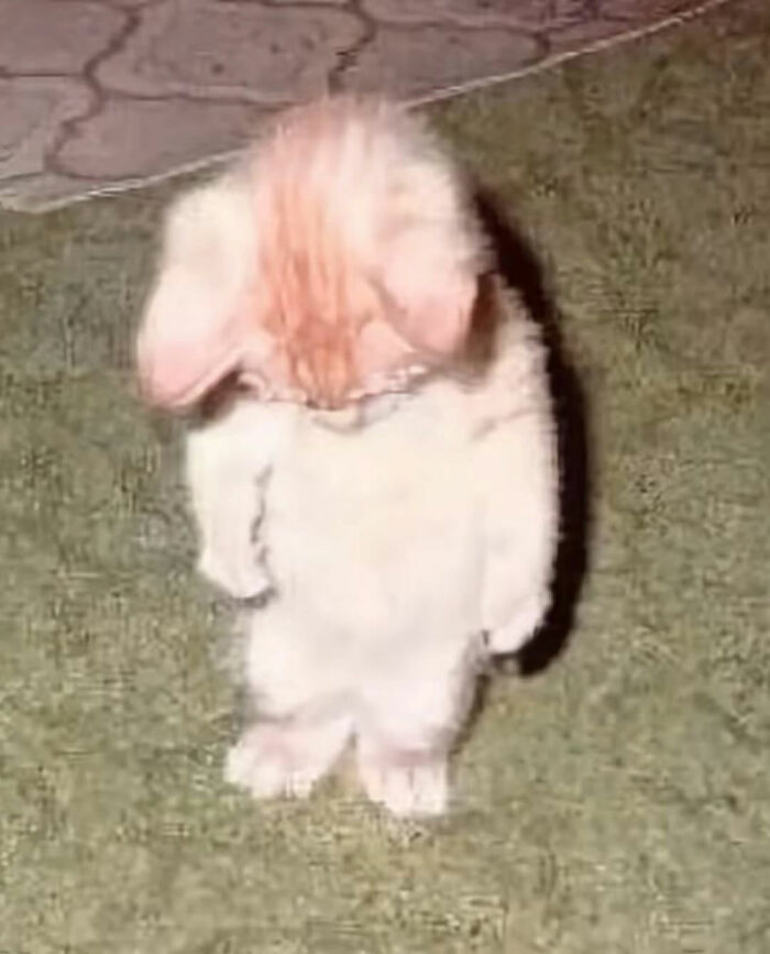 Fluffy cat standing on hind legs on grass, showing serious swag in a unique and stylish pose.