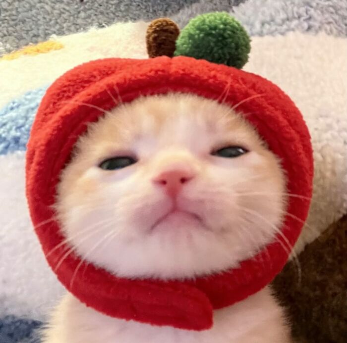 Cute cat with serious swag wearing a red hood, featured on an Instagram page sharing cats with serious swag.