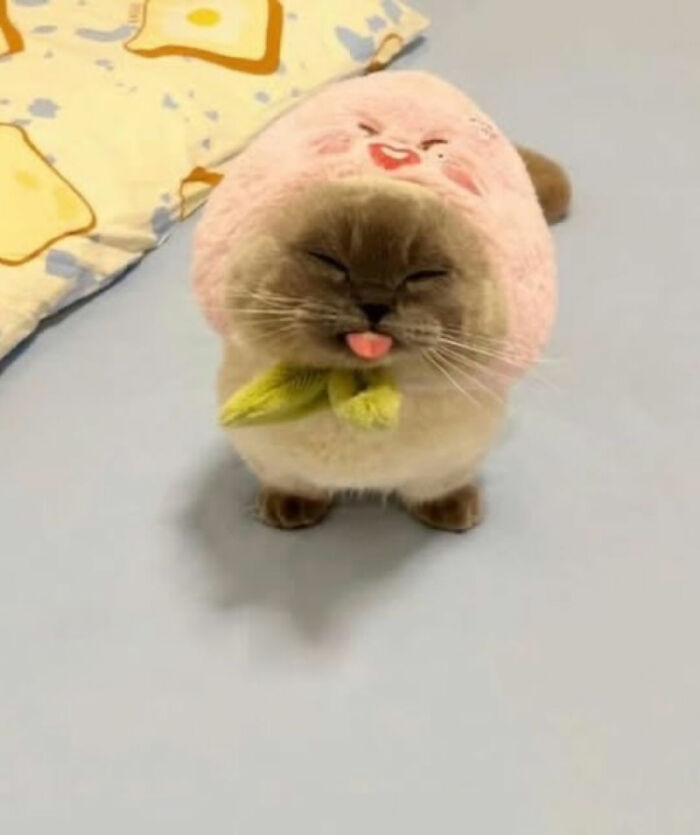 Fluffy cat with serious swag wearing a pink hat and green scarf, sticking out tongue indoors on a light blue surface.