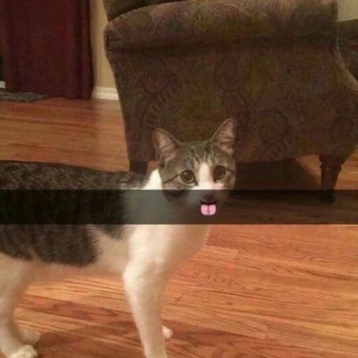 Cat with a playful expression on hardwood floor, showcasing serious swag in a cozy living room setting.