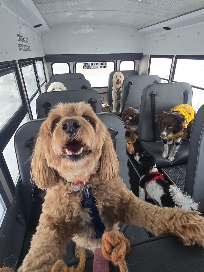 Happy dogs riding a real school bus for dog daycare, enjoying their playful adventure inside the bus seats.