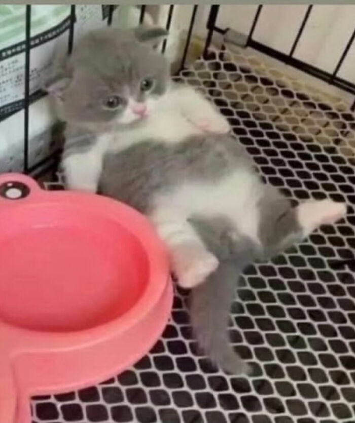 Gray and white cat with serious swag lying inside a cage next to a pink water bowl, showcasing a relaxed pose.