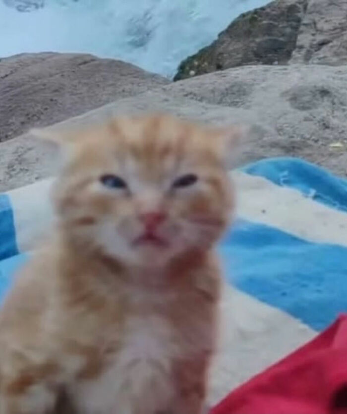 Blurry ginger kitten sitting on a blanket near rocks and water, showcasing a cat with serious swag.