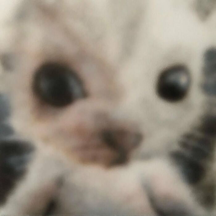 Close-up of a cat with serious swag, featuring expressive eyes and a soft fur texture in a casual setting.
