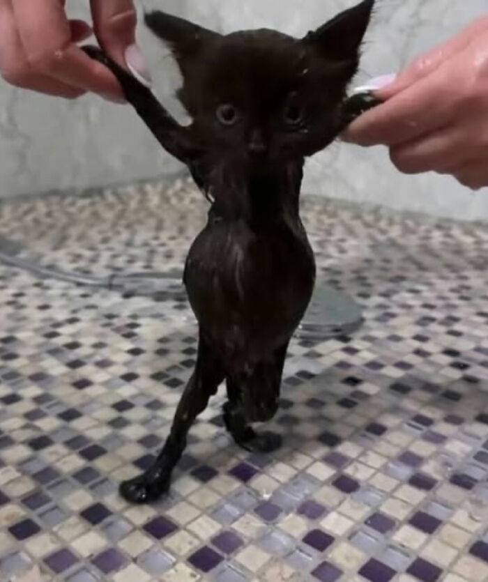 Wet black cat being held up by its front legs during bath time, showcasing cats with serious swag on Instagram.