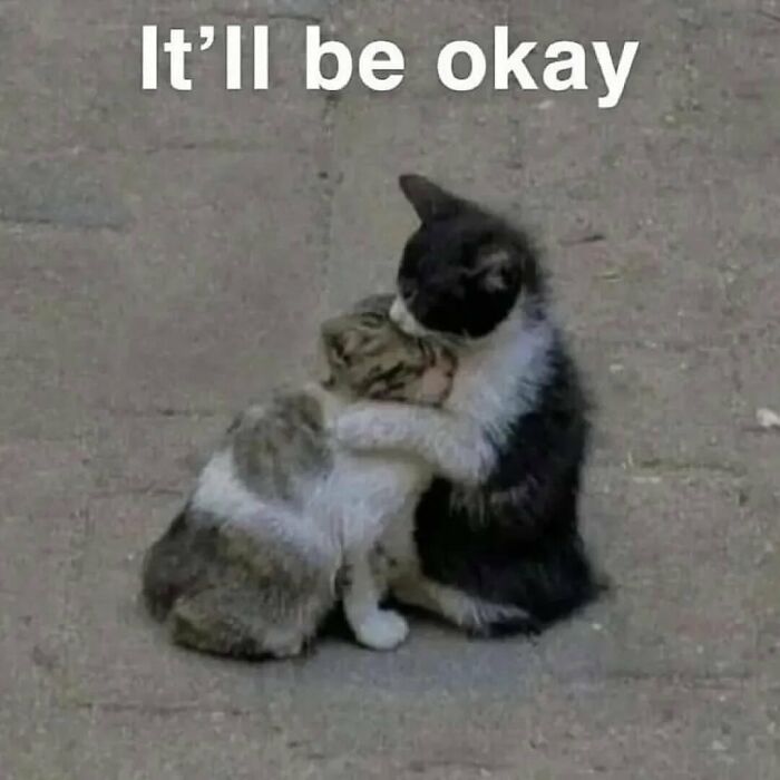 Two cats hugging on a pavement with text above them, showcasing cats with serious swag in a cute moment.