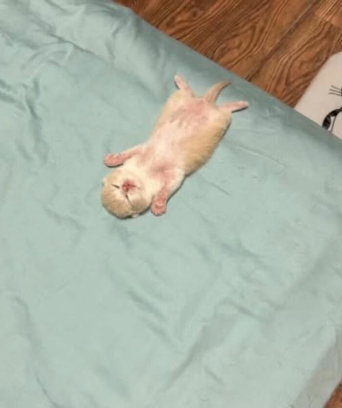 Kitten lying on its back on a bed showing serious swag and relaxed pose in a cozy indoor setting.